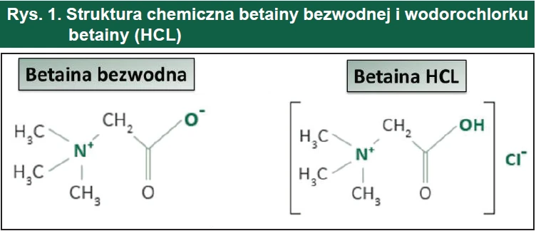 Struktura chemiczna betainy bezwodnej i wodorochlorku betainy