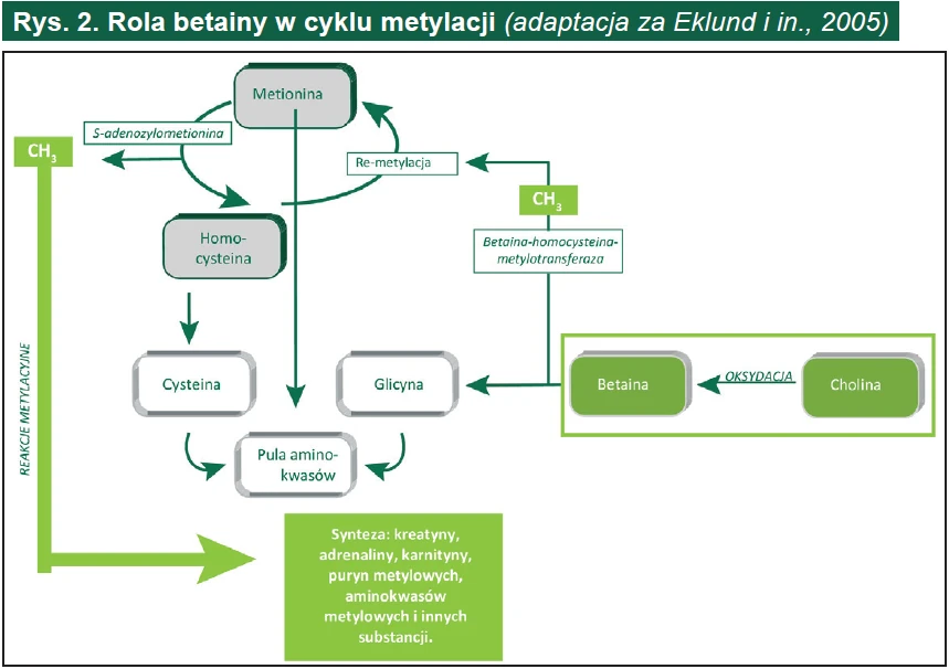 Rola betainy w cyklu metylacji
